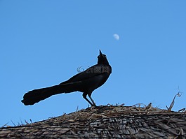鳥,月亮,天空