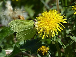gonepteryx rhamni,蝴蝶,黃色