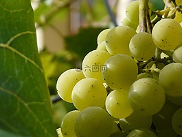 漿果,簇,葡萄酒