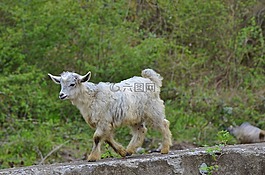 山羊,動(dòng)物,農(nóng)場(chǎng)