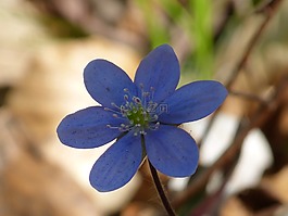 赫帕卡,花,開花