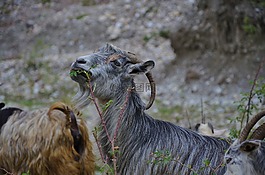 山羊,動物,農(nóng)場