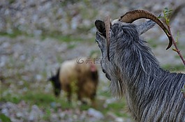 山羊,動物,農(nóng)場