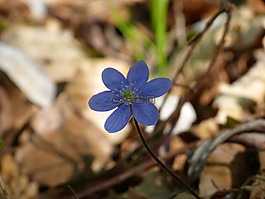 赫帕卡,花,開花