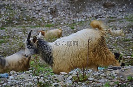 山羊,動物,農(nóng)場