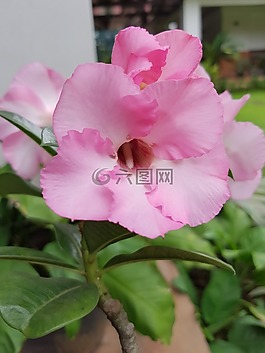 粉紅色的花,花瓣,春