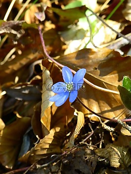 赫帕卡,花,開花