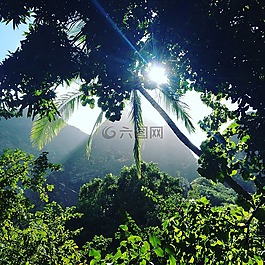 iao 谷,叢林,森林