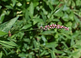 蓼屬,蓼,野花