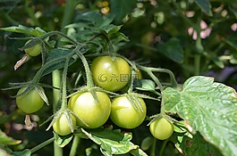 番茄,夏天,蔬菜