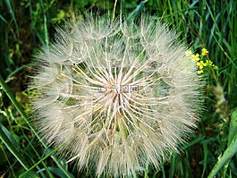 核心保存花,着色的花卉种子,性质