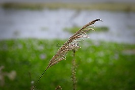 自然,草,戶外