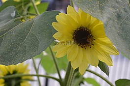 向日葵,花園,黃色