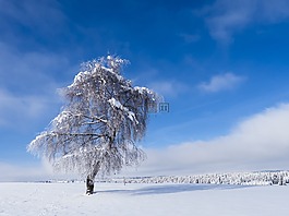 寒冬,樹,雪