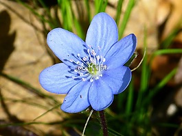 赫帕卡,花,開花