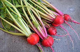 甜菜,收獲,有機(jī)