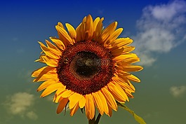 太陽花,黃色,太陽