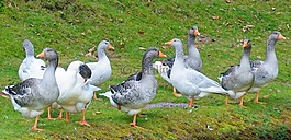 鵝,鳥,動物