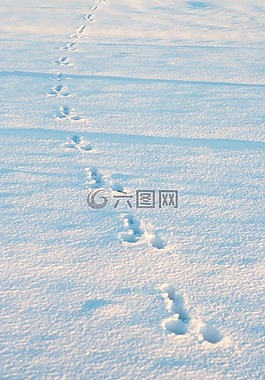 冬天,雪,兔曲目