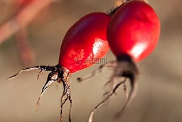 玫瑰果,犬,水果