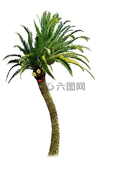 樹,性質(zhì),棕櫚