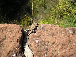 蜥蜴,性質(zhì),動(dòng)物