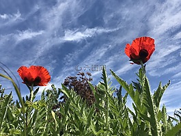 罌粟,花,自然