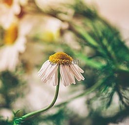 花,洋甘菊,自然