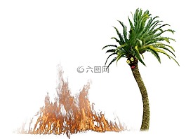 棕櫚,有趣的手掌,綠色