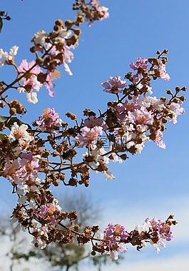 花,粉紅色,天空