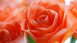 玫瑰,花,橙