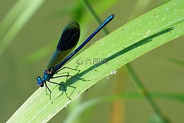 蜻蜓,蓑羽,绿色