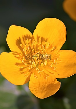 kaczeniec,knie?,花