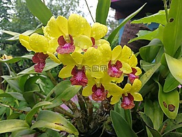 蘭花,黃,性質(zhì)
