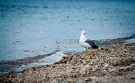 鷗,海,海灘
