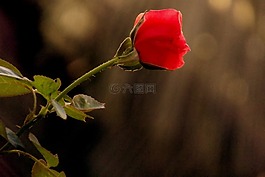 玫瑰,紅色,花