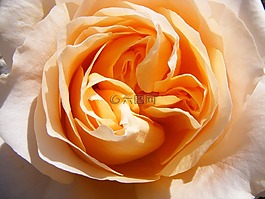 玫瑰,開花,花