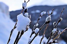 基礎(chǔ),在法院的,弗羅斯特