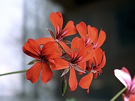 鮮花,紅色,性質(zhì)