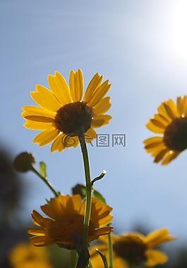 花园,黄色花,太阳
