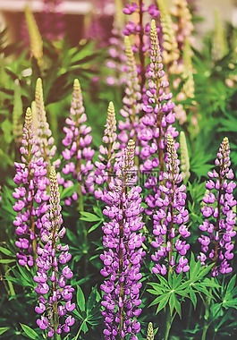 草甸,lupines,陽光