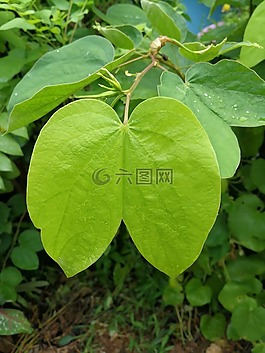 秋天的落葉,綠色的,綠