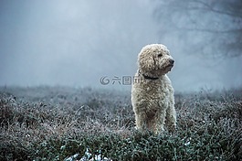 goldendoodle,狗,混合動力