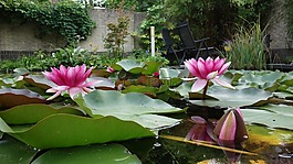水中百合,池塘,水廠