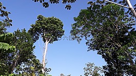 叢林,樹,樹干