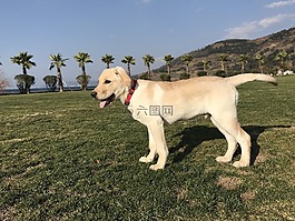 拉布拉多,狗,户外宠物