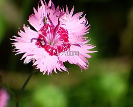 花,夏季,粉色