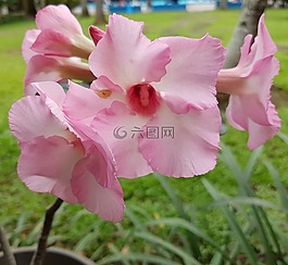 粉紅色,花,自然