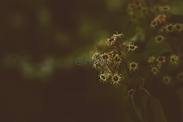 盛開,開花,植物區(qū)系