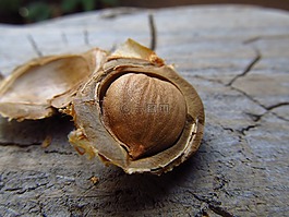 堅(jiān)果,杏,食品